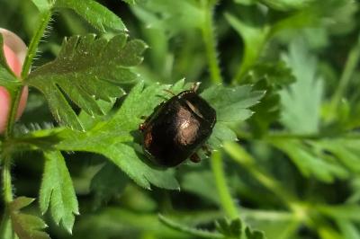<i>Chrysolina bankii</i>