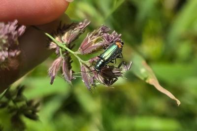 <i>Malachius bipustulatus</i>