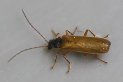 <i>Rhagonycha lignosa</i>