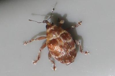 <i>Coeliodes</i>