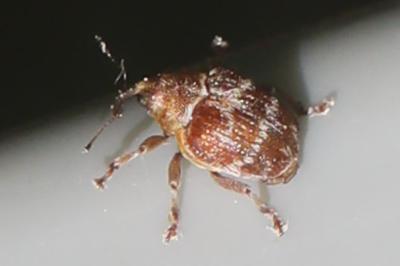 <i>Coeliodes</i>
