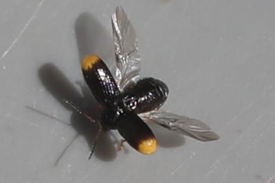 <i>Cryptocephalus chrysopus</i>