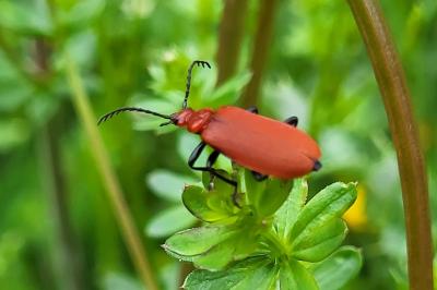 <i>Pyrochroa coccinea</i>