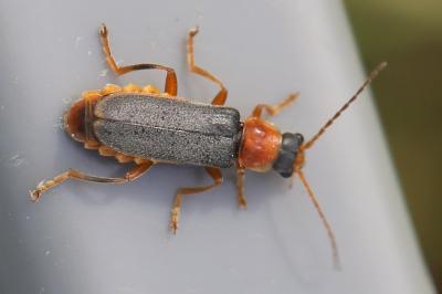 <i>Cantharis lateralis</i>