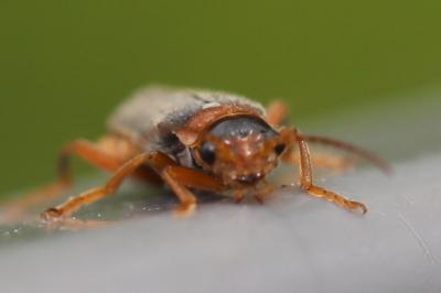 <i>Cantharis lateralis</i>