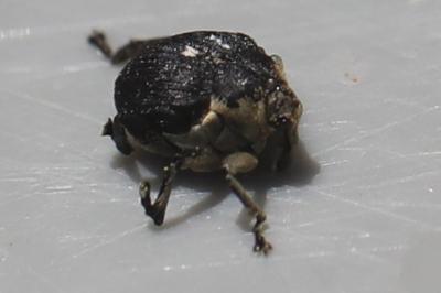 <i>Mononychus punctumalbum</i>