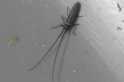 <i>Calamobius filum</i>