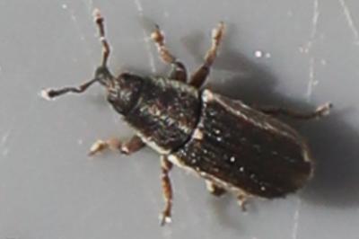 Mecinus circulatus