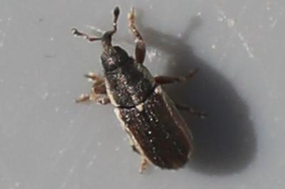 <i>Mecinus circulatus</i>