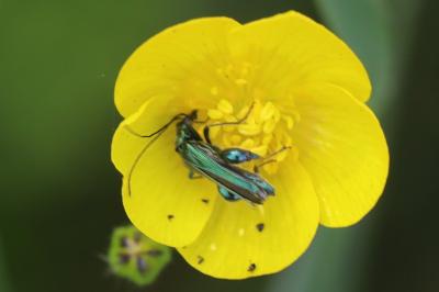 <i>Oedemera nobilis</i>