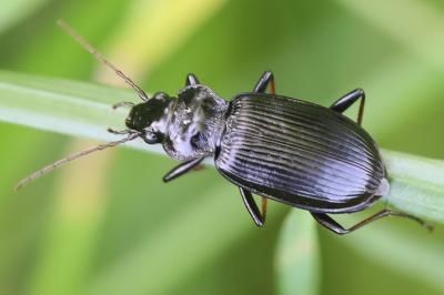 <i>Nebria salina</i>