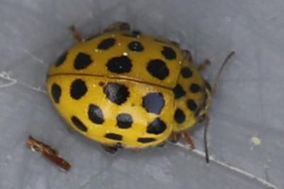 <i>Psyllobora vigintiduopunctata</i>