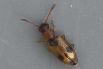 Psammoecus bipunctatus