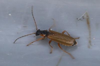 Rhagonycha testacea