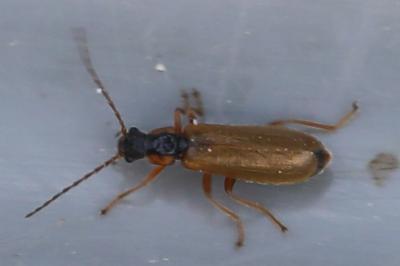 <i>Rhagonycha testacea</i>