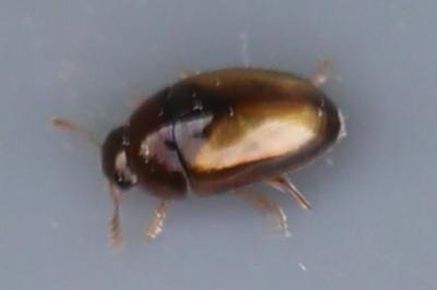 <i>Olibrus corticalis</i>