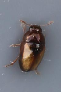<i>Olibrus corticalis</i>