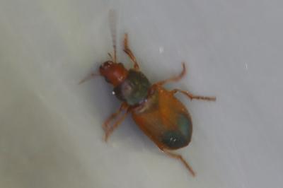 <i>Diachromus germanus</i>