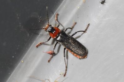 <i>Cantharis fusca</i>