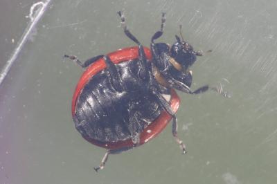 <i>Coccinella septempunctata</i>