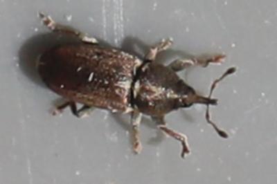 Tychius cuprifer