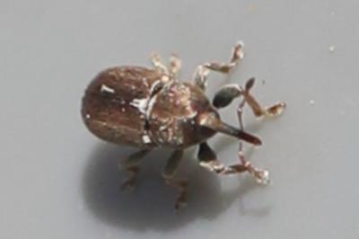 <i>Tychius cuprifer</i>