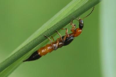 <i>Paederus</i>