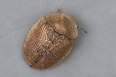<i>Cassida nebulosa</i>