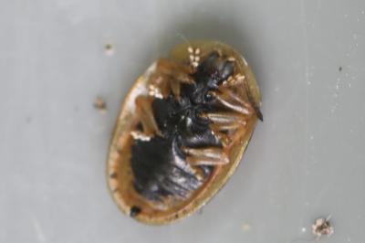 <i>Cassida nebulosa</i>