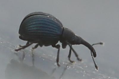 Holotrichapion pisi