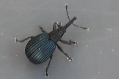 <i>Holotrichapion pisi</i>