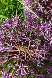 <i>Rhagium sycophanta</i>