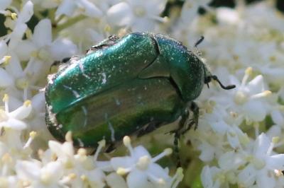 <i>Cetonia aurata</i>