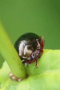 <i>Chrysolina bankii</i>