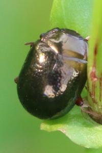 <i>Chrysolina bankii</i>