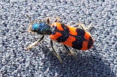 <i>Trichodes alvearius</i>