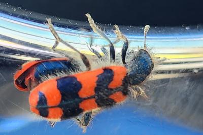 <i>Trichodes alvearius</i>
