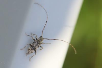 <i>Leiopus</i>