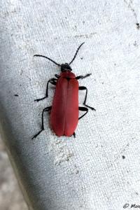 <i>Pyrochroa coccinea</i>