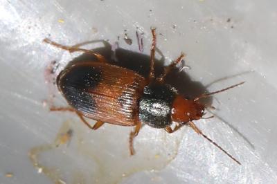 <i>Diachromus germanus</i>