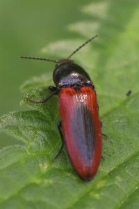 <i>Ampedus sanguinolentus</i>