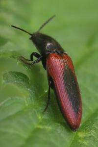<i>Ampedus sanguinolentus</i>