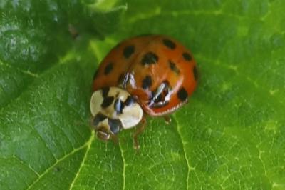 <i>Harmonia axyridis</i>