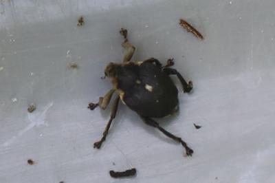 <i>Mononychus punctumalbum</i>