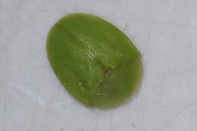 <i>Cassida viridis</i>