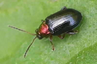 <i>Crepidodera aurata</i>