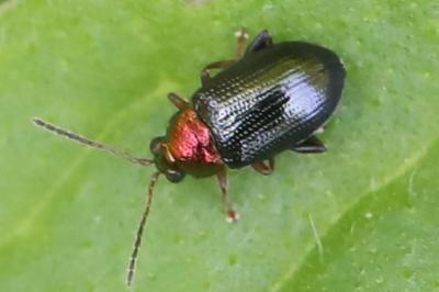 <i>Crepidodera aurata</i>