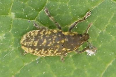 <i>Rhinocyllus conicus</i>