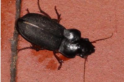 <i>Harpalus</i>