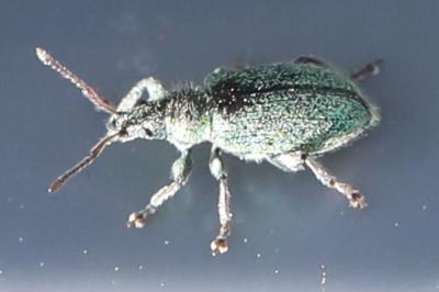 <i>Phyllobius betulinus</i>